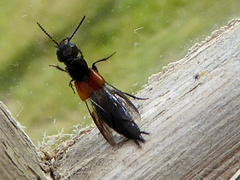 Philonthus nitidus