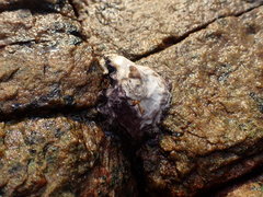 Saccostrea cuccullata