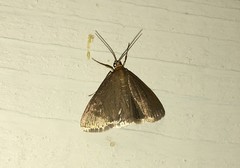 Evergestis aenealis