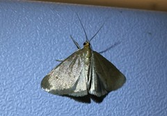 Evergestis aenealis