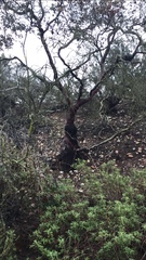 Arctostaphylos pungens
