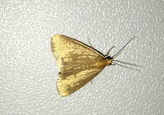 Evergestis aenealis