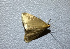 Evergestis aenealis