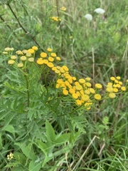Tanacetum vulgare