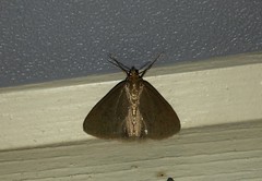 Evergestis aenealis