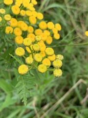 Tanacetum vulgare