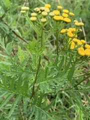 Tanacetum vulgare