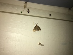 Evergestis aenealis