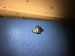 Evergestis aenealis
