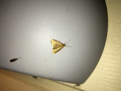 Evergestis aenealis