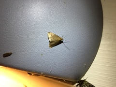 Evergestis aenealis