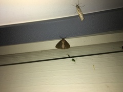 Evergestis aenealis