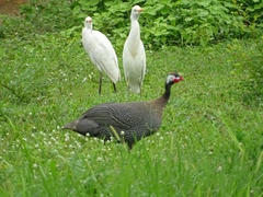 Numida meleagris galeatus