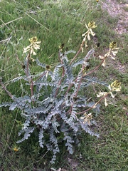 Astragalus oxyphysus