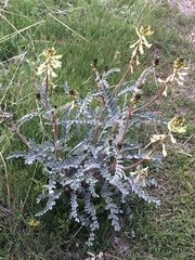 Astragalus oxyphysus