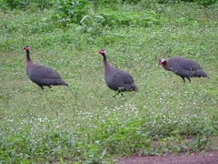 Numida meleagris galeatus