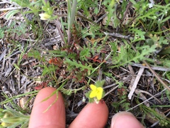 Tropidocarpum gracile