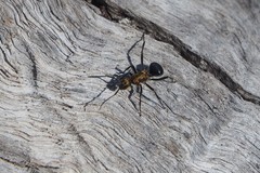 Polyrhachis semiaurata