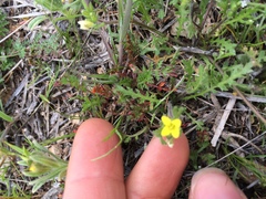 Tropidocarpum gracile