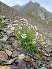Valeriana apula