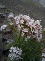 Valeriana apula