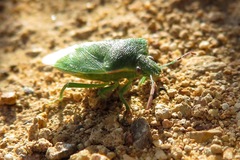 Thyanta pallidovirens