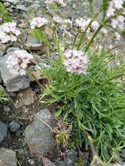 Valeriana apula