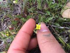 Tropidocarpum gracile