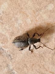 Otiorhynchus aurifer