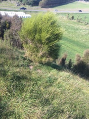 Carmichaelia australis