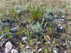 Sideritis catillaris