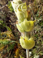 Sideritis catillaris