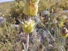 Sideritis catillaris