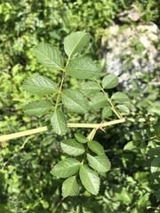Rosa agrestis