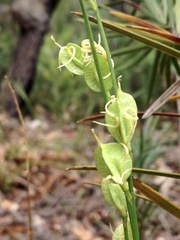 Tripterococcus brunonis