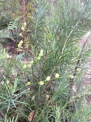 Tripterococcus brunonis