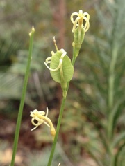 Tripterococcus brunonis