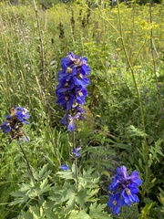 Delphinium cultorum