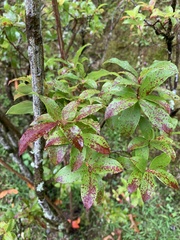 Vaccinium cylindraceum