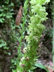 Platanthera pollostantha
