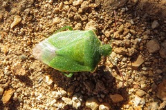 Thyanta pallidovirens