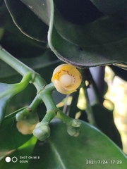 Garcinia cymosa