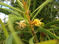 Persoonia longifolia