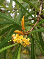 Persoonia longifolia