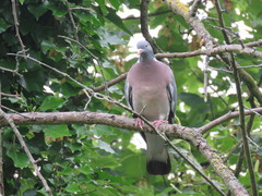 Columba palumbus