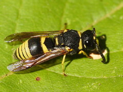 Euodynerus posticus