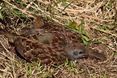 Bambusicola sonorivox