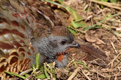 Bambusicola sonorivox