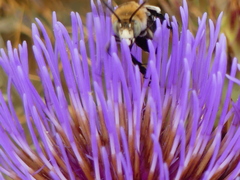 Amegilla quadrifasciata