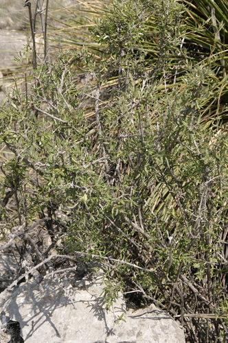 Image of Fendlera wrightii by (c) Eric Knight, some rights reserved (CC BY)